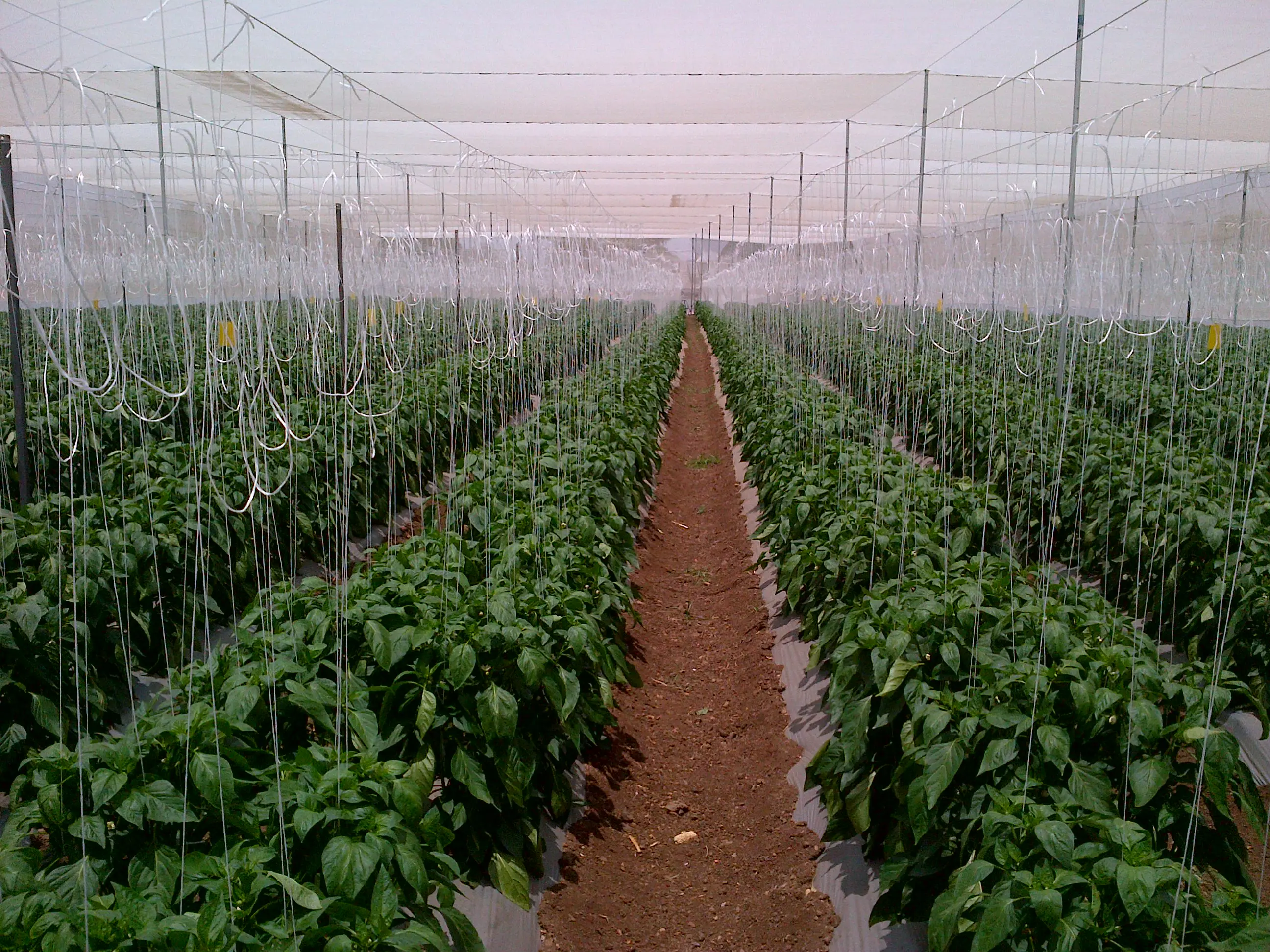 KVK Baramati